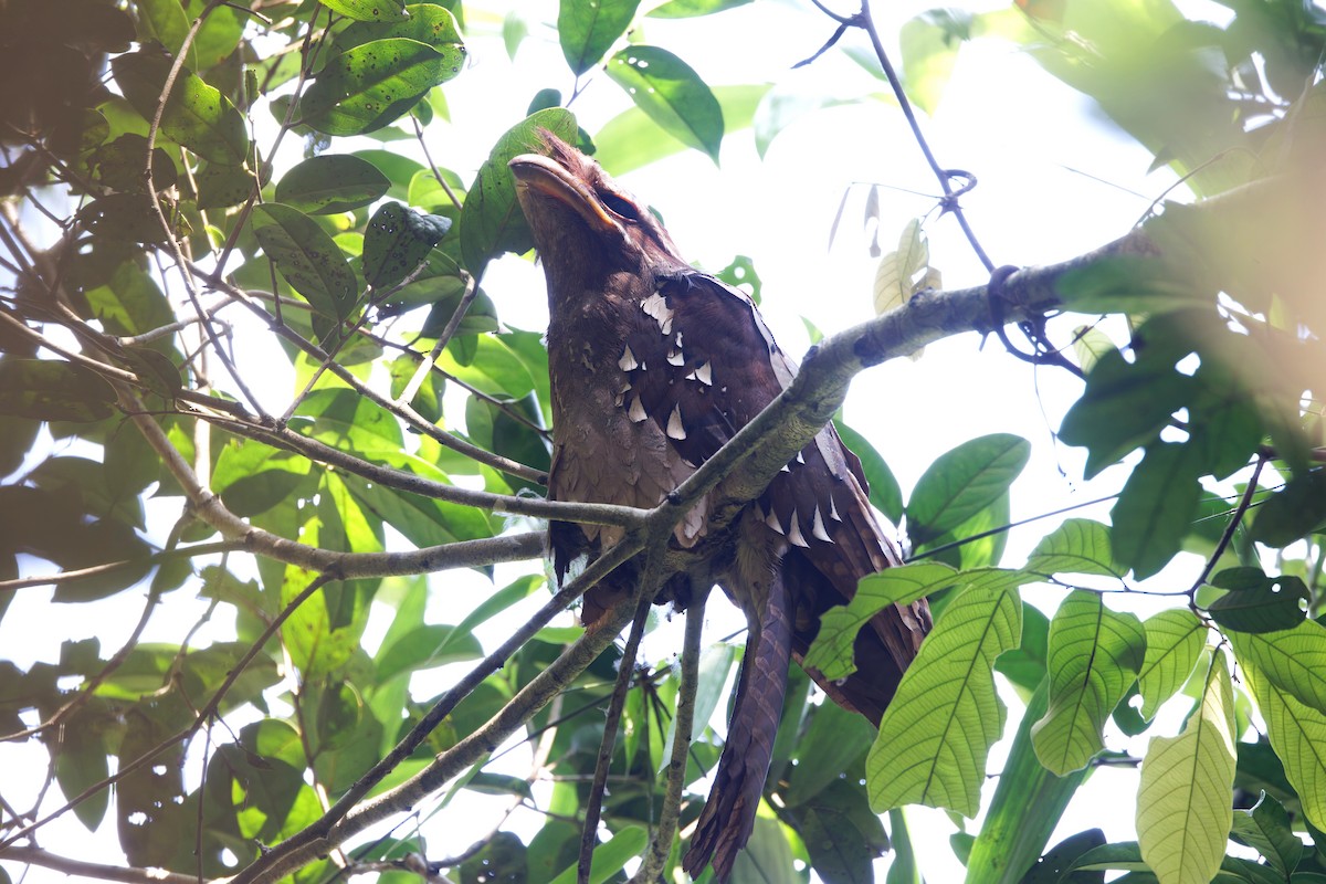 Large Frogmouth - ML625646736