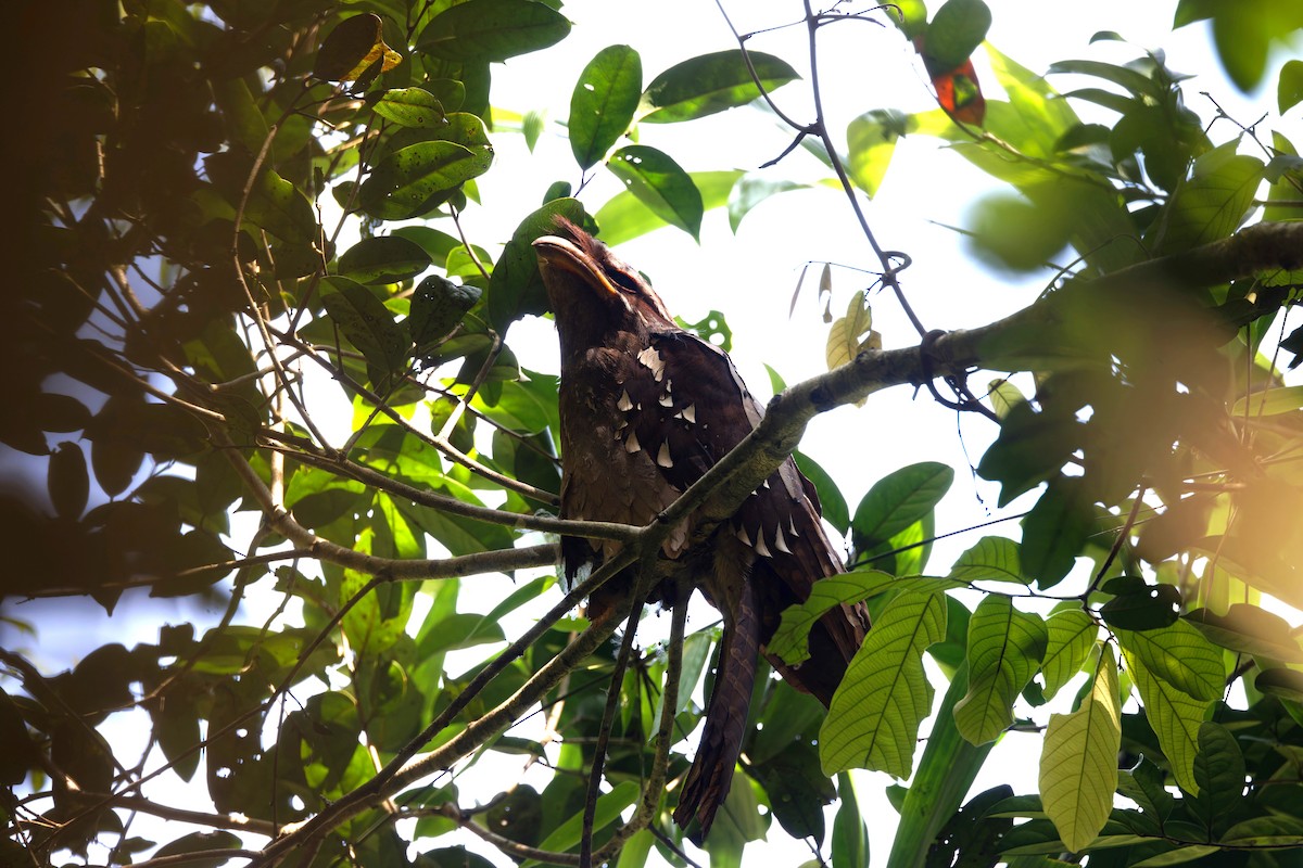 Large Frogmouth - ML625646737