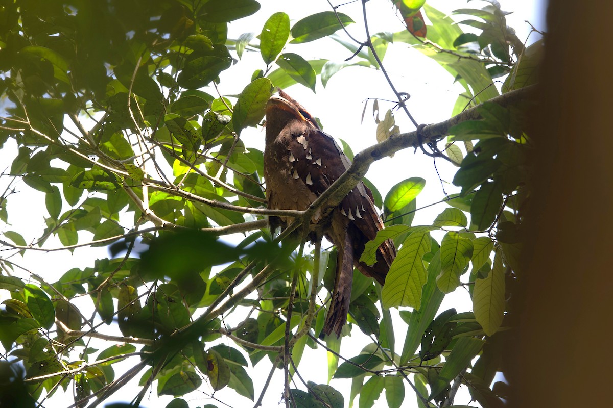 Large Frogmouth - ML625646741