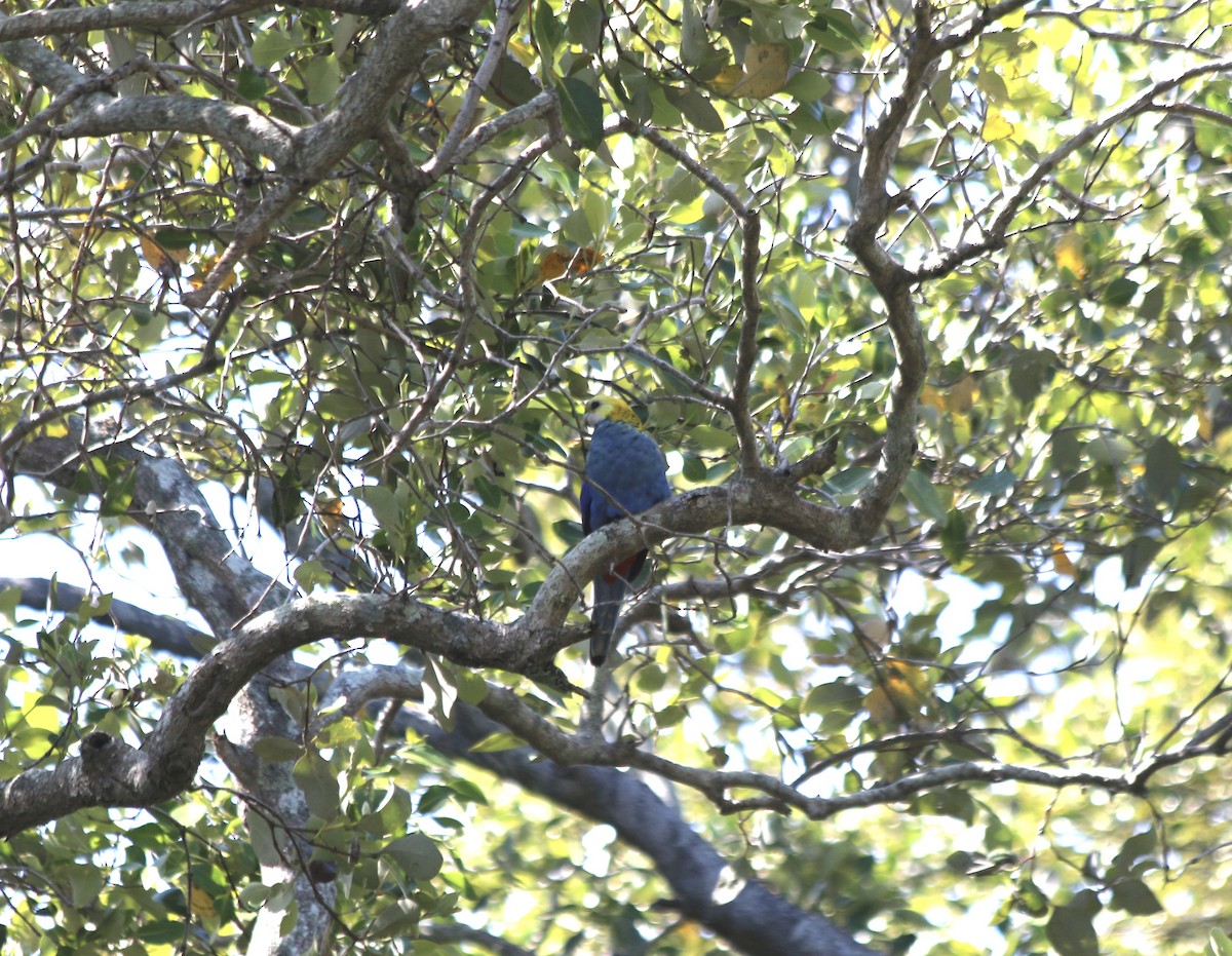 Pale-headed Rosella - ML625646743
