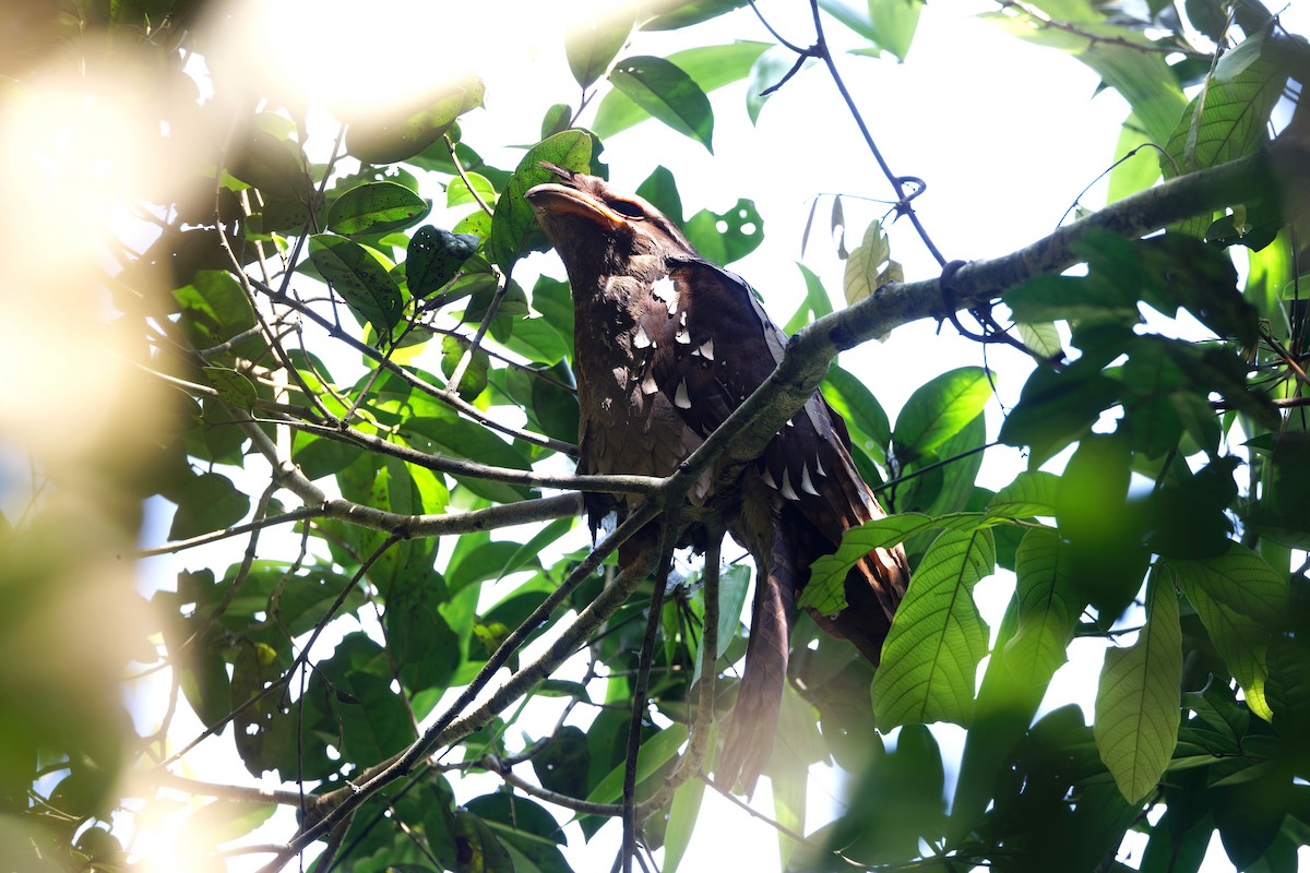 Large Frogmouth - ML625646747