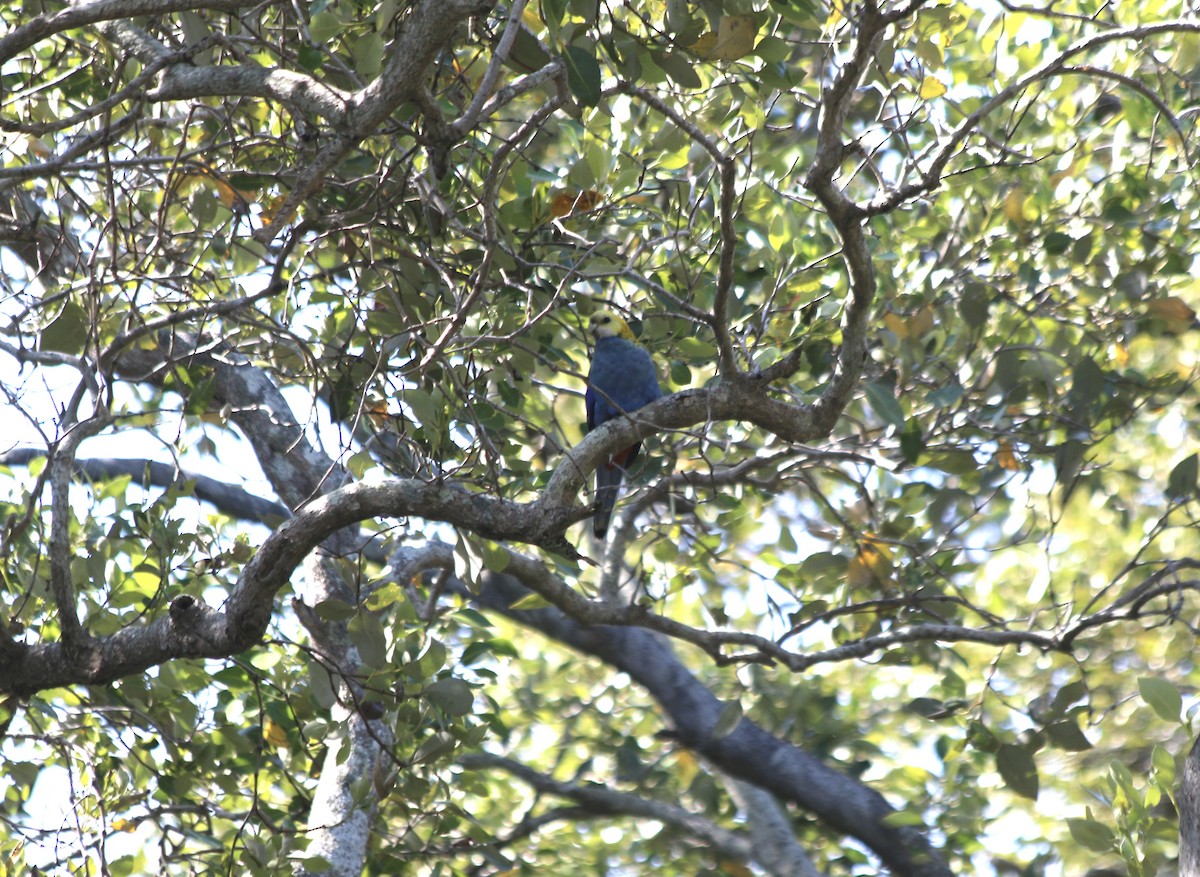 Pale-headed Rosella - ML625646749