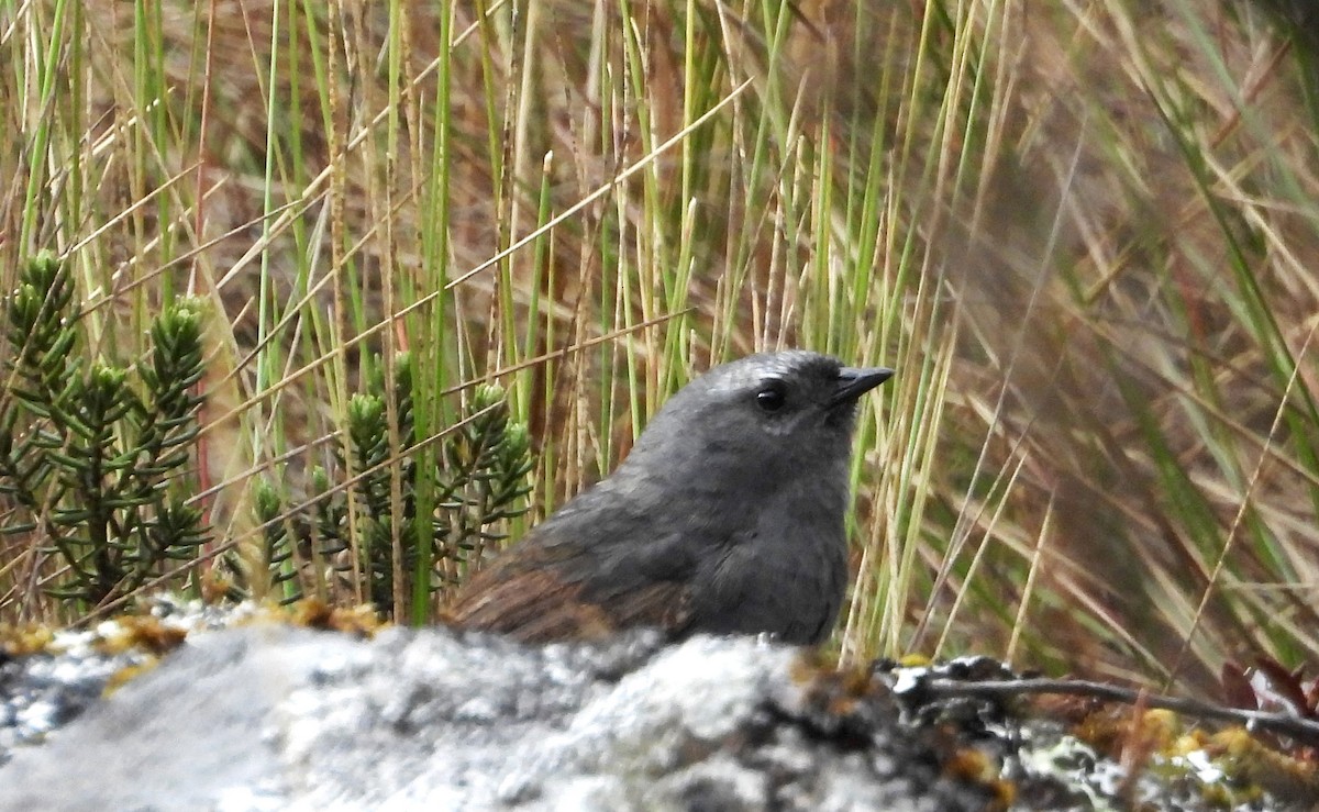 Jalca Tapaculo - ML625646860