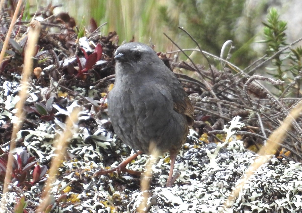 Jalca Tapaculo - ML625646861