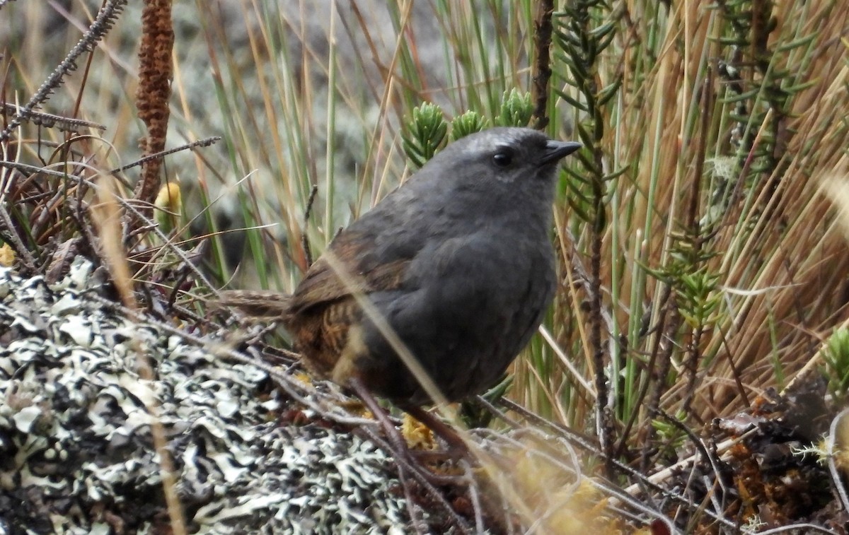 Jalca Tapaculo - ML625646862