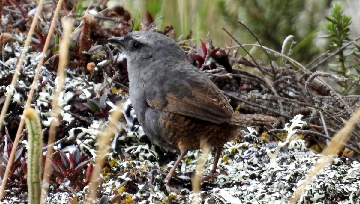 Jalca Tapaculo - ML625646863