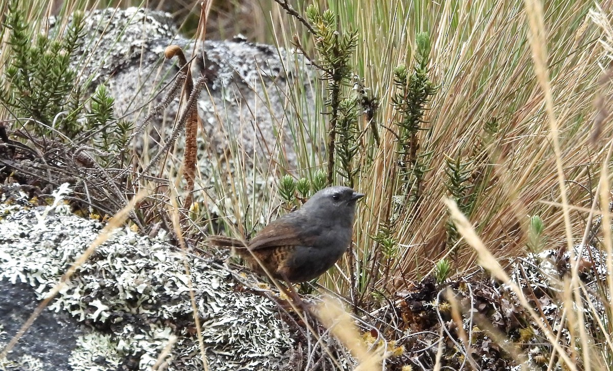 Jalca Tapaculo - ML625646864