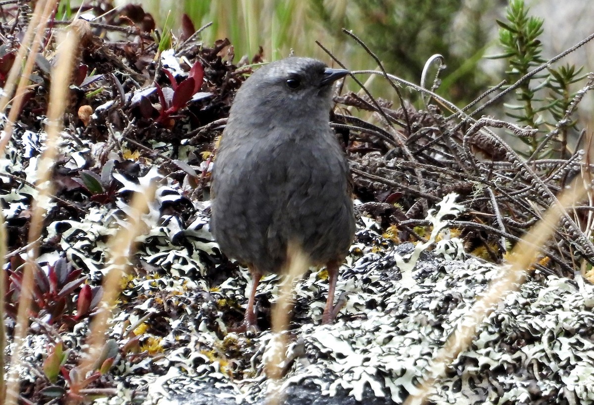 Jalca Tapaculo - ML625646865