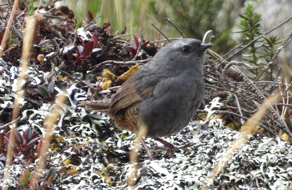 Jalca Tapaculo - ML625646866