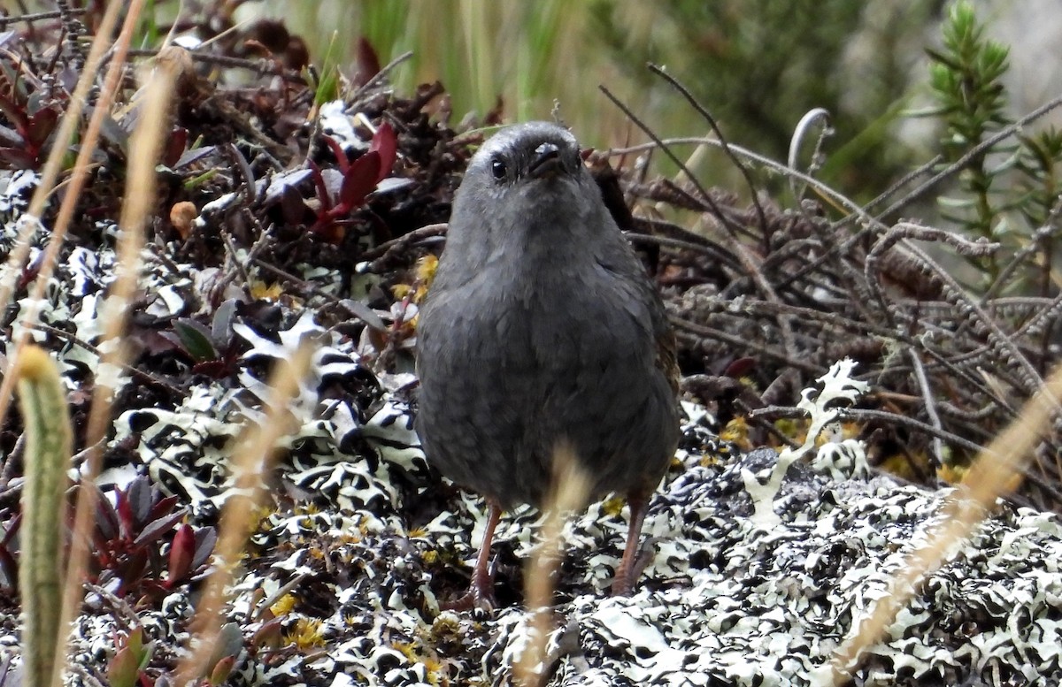 Jalca Tapaculo - ML625646867