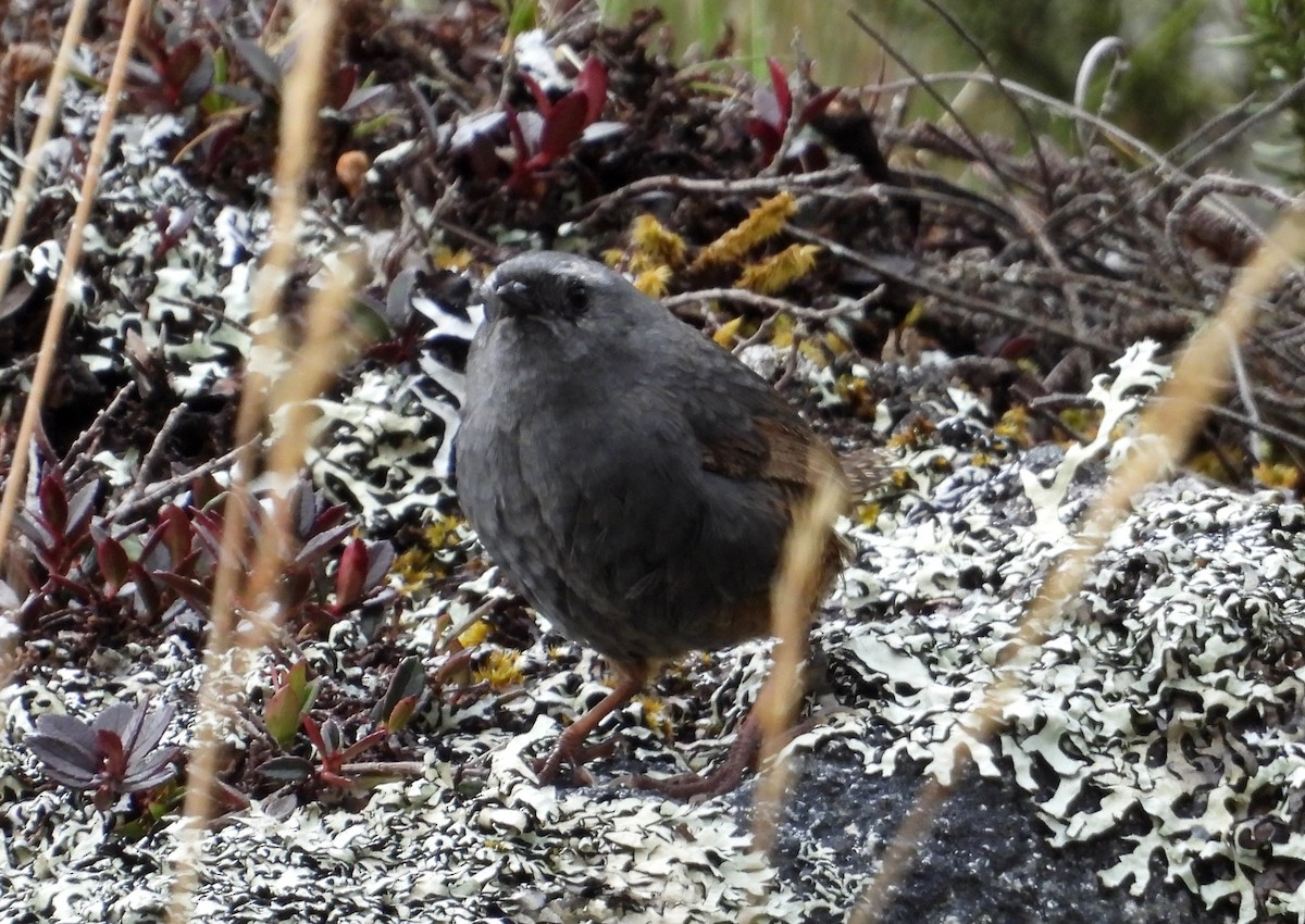 Jalca Tapaculo - ML625646868