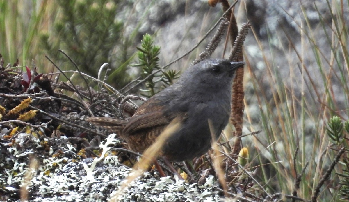 Jalca Tapaculo - ML625646869