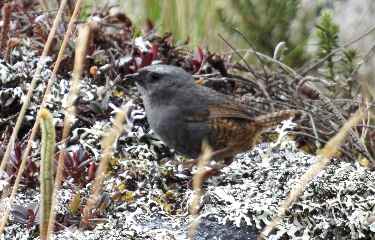 Jalca Tapaculo - ML625646870