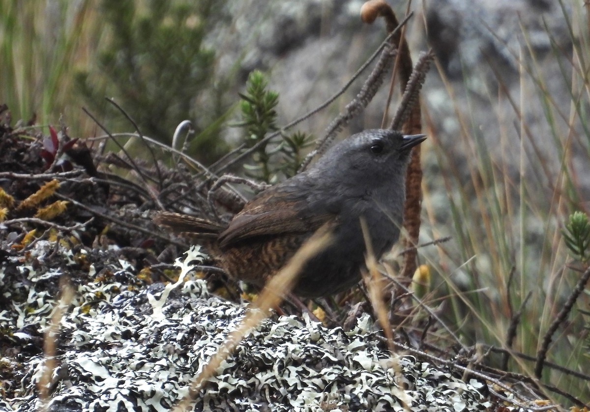 Jalca Tapaculo - ML625646871