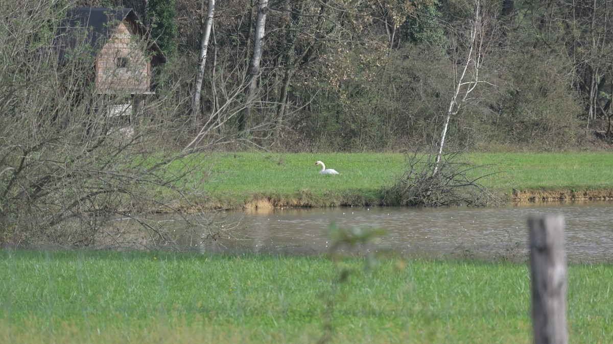 Mute Swan - ML625646920