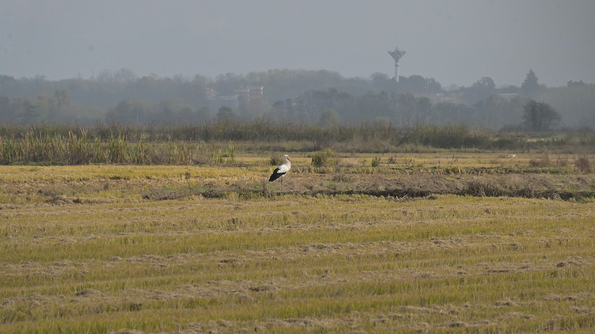 White Stork - ML625646960