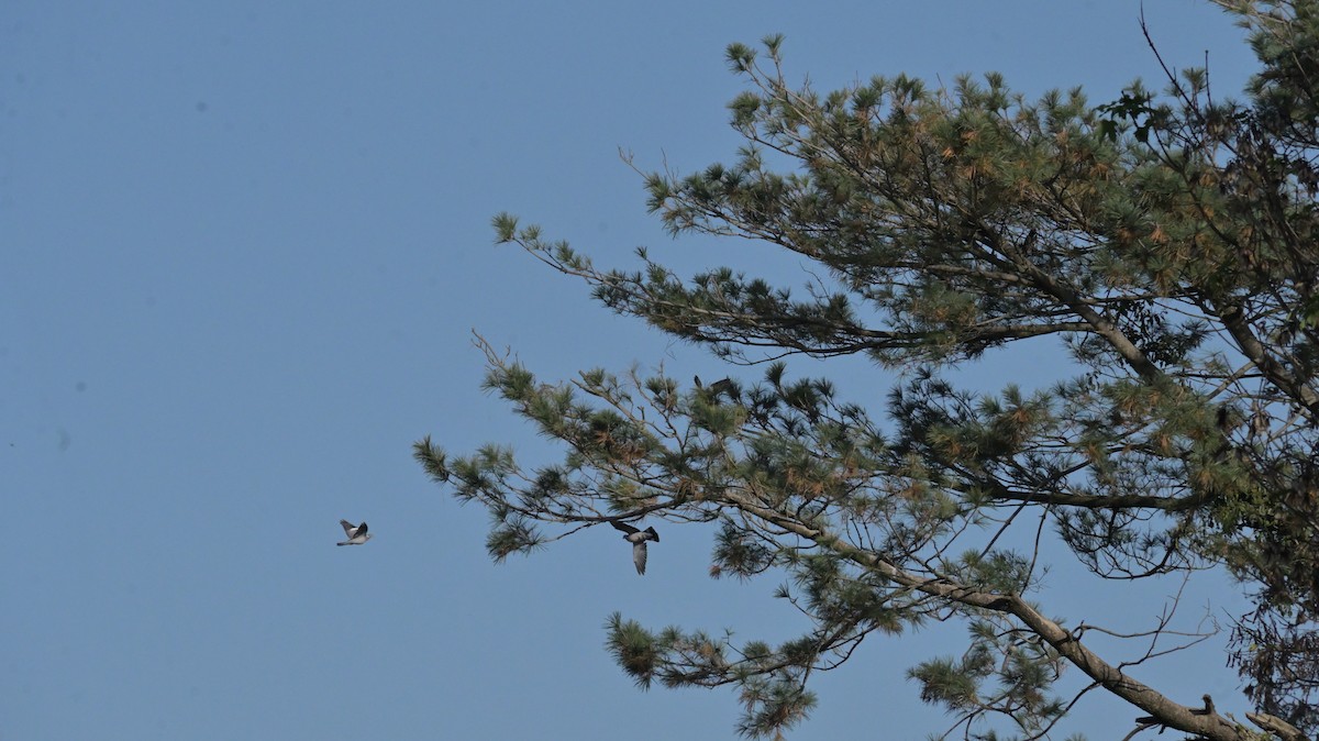 Common Wood-Pigeon - ML625647022