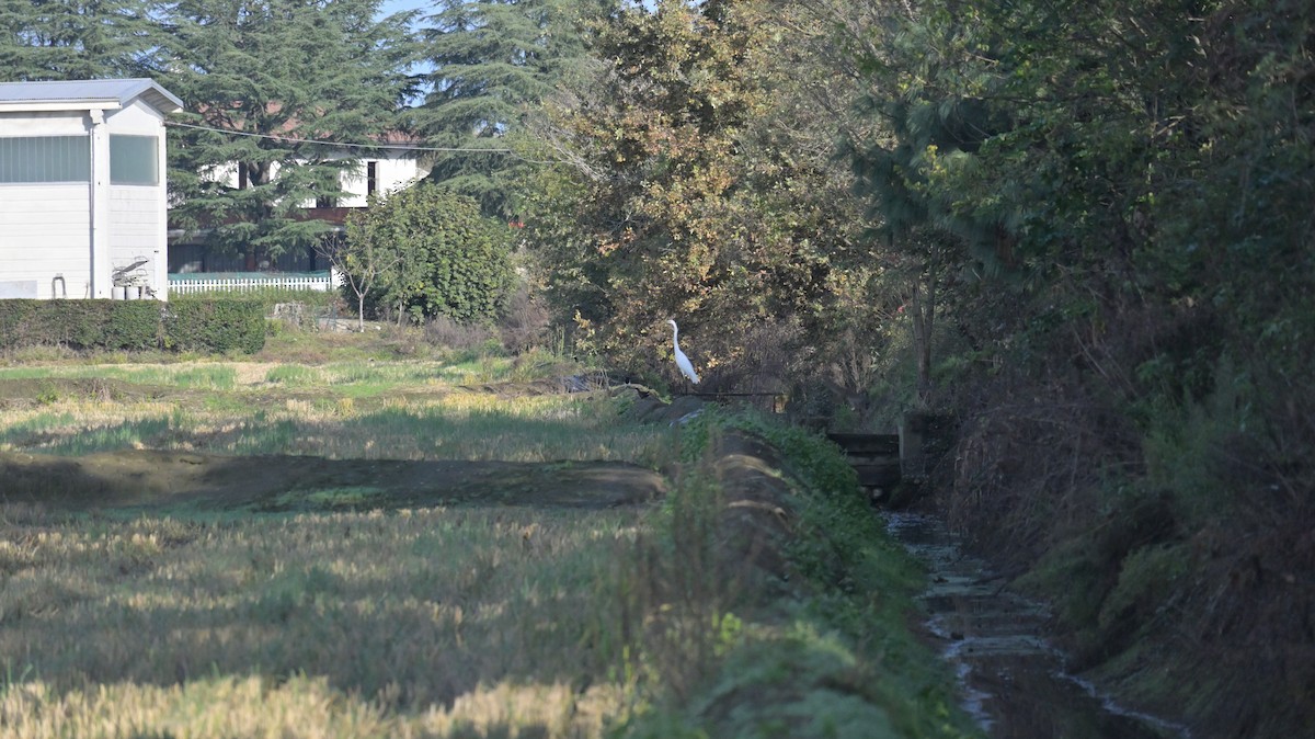 Great Egret - ML625647074