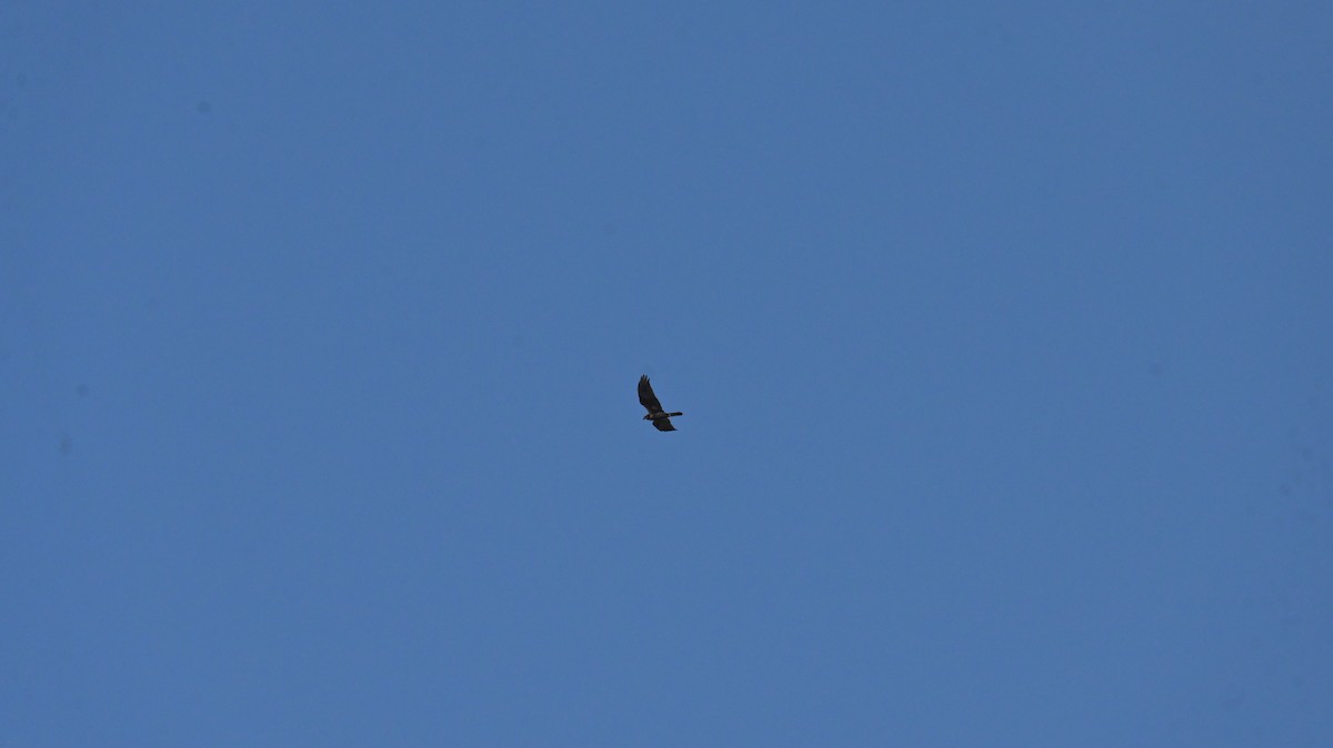 Western Marsh Harrier - ML625647079