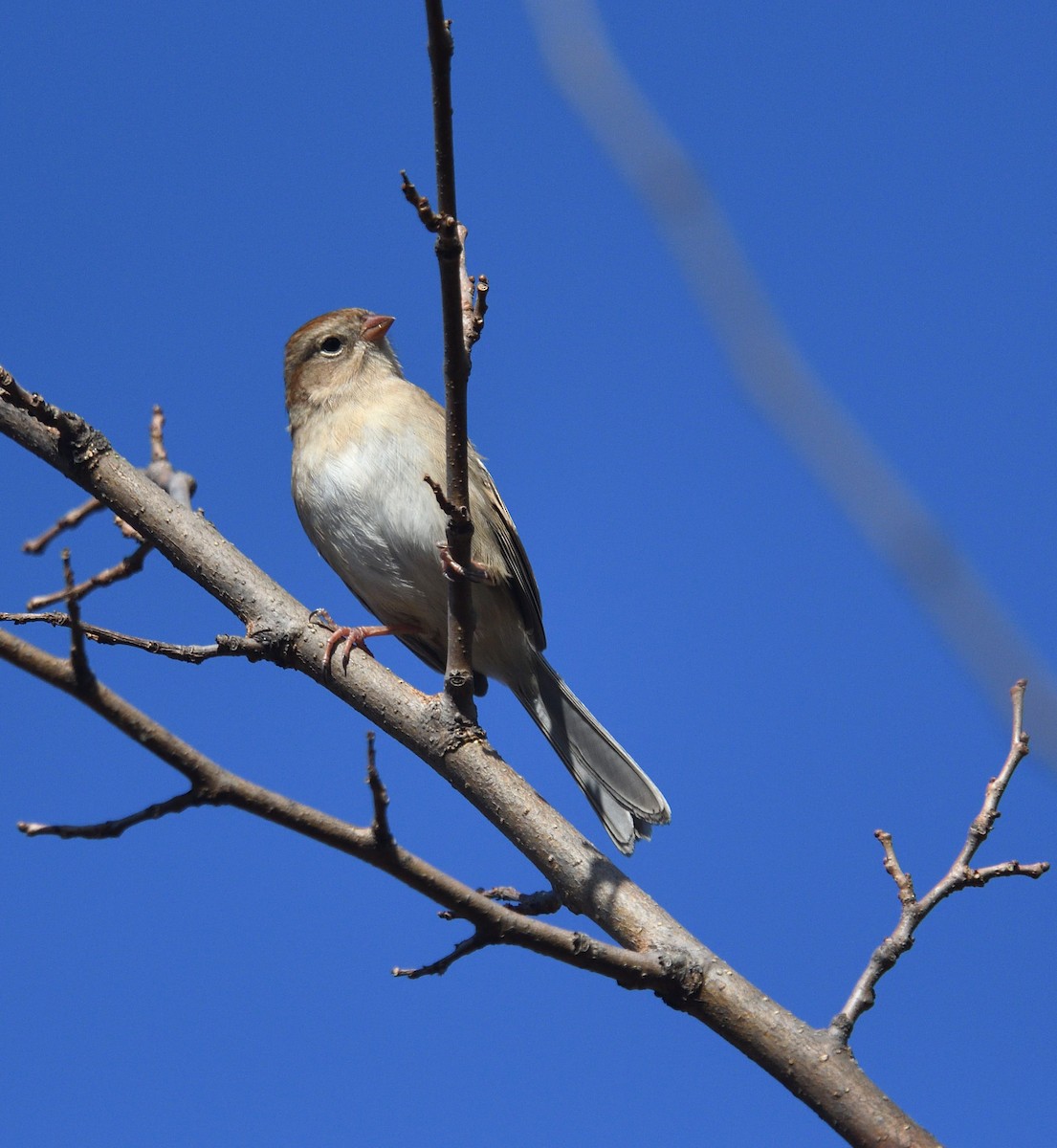 Field Sparrow - ML625647118