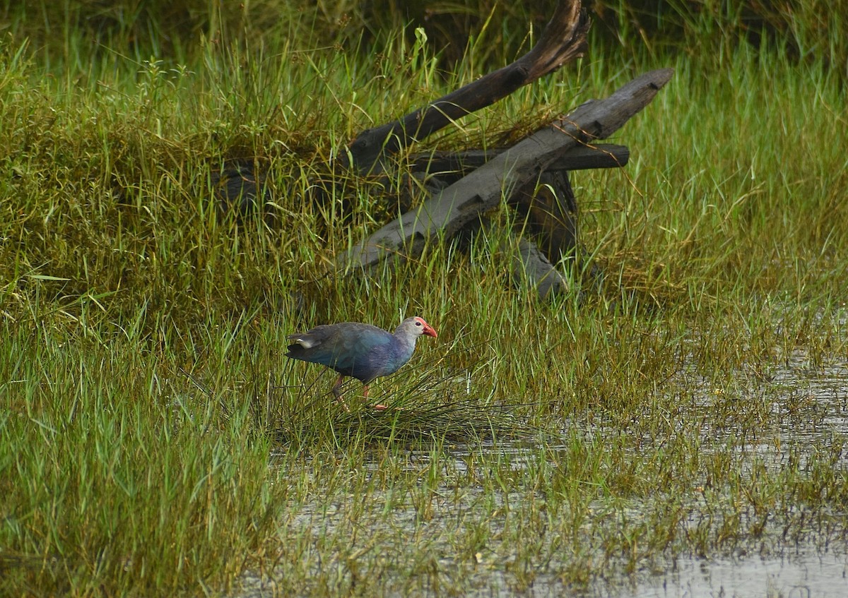 Gray-headed Swamphen - ML625647126