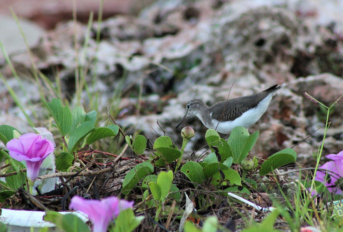 Short-billed Dowitcher - ML625647131