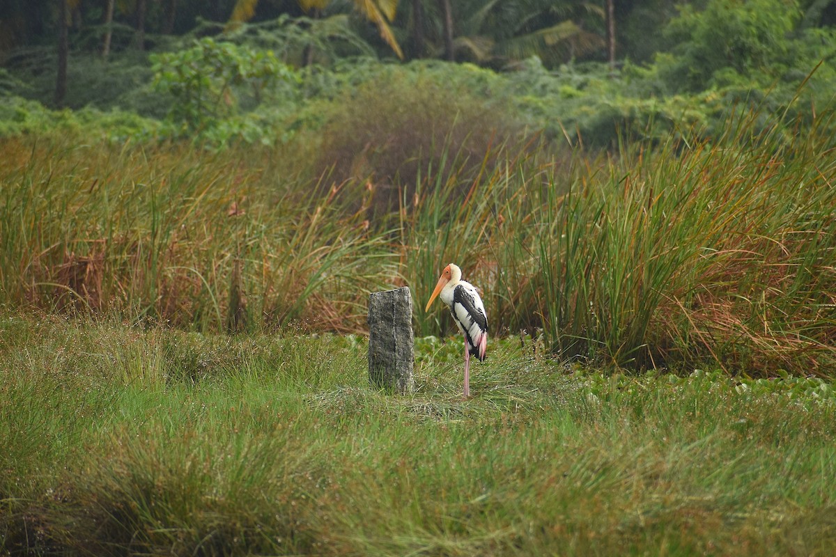 Painted Stork - ML625647181