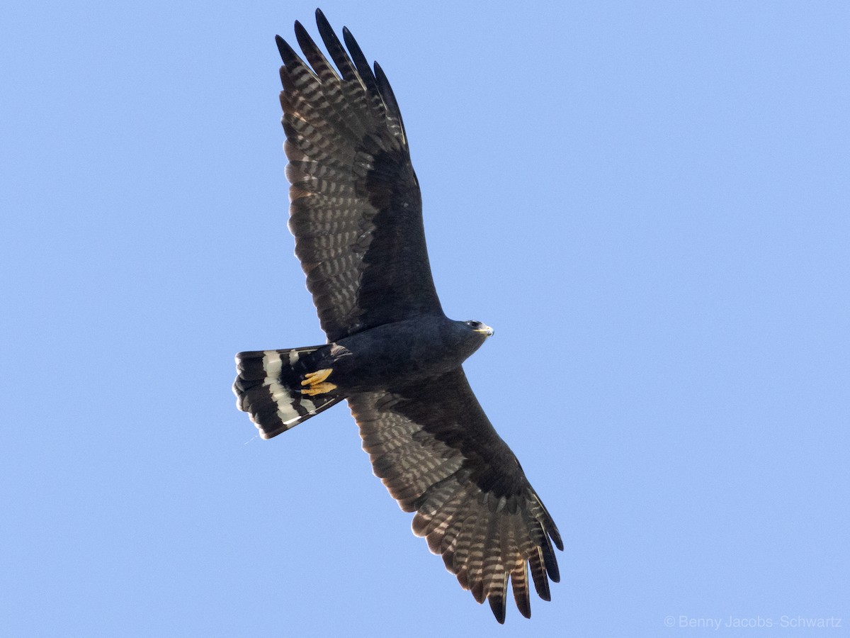 Zone-tailed Hawk - ML625647239