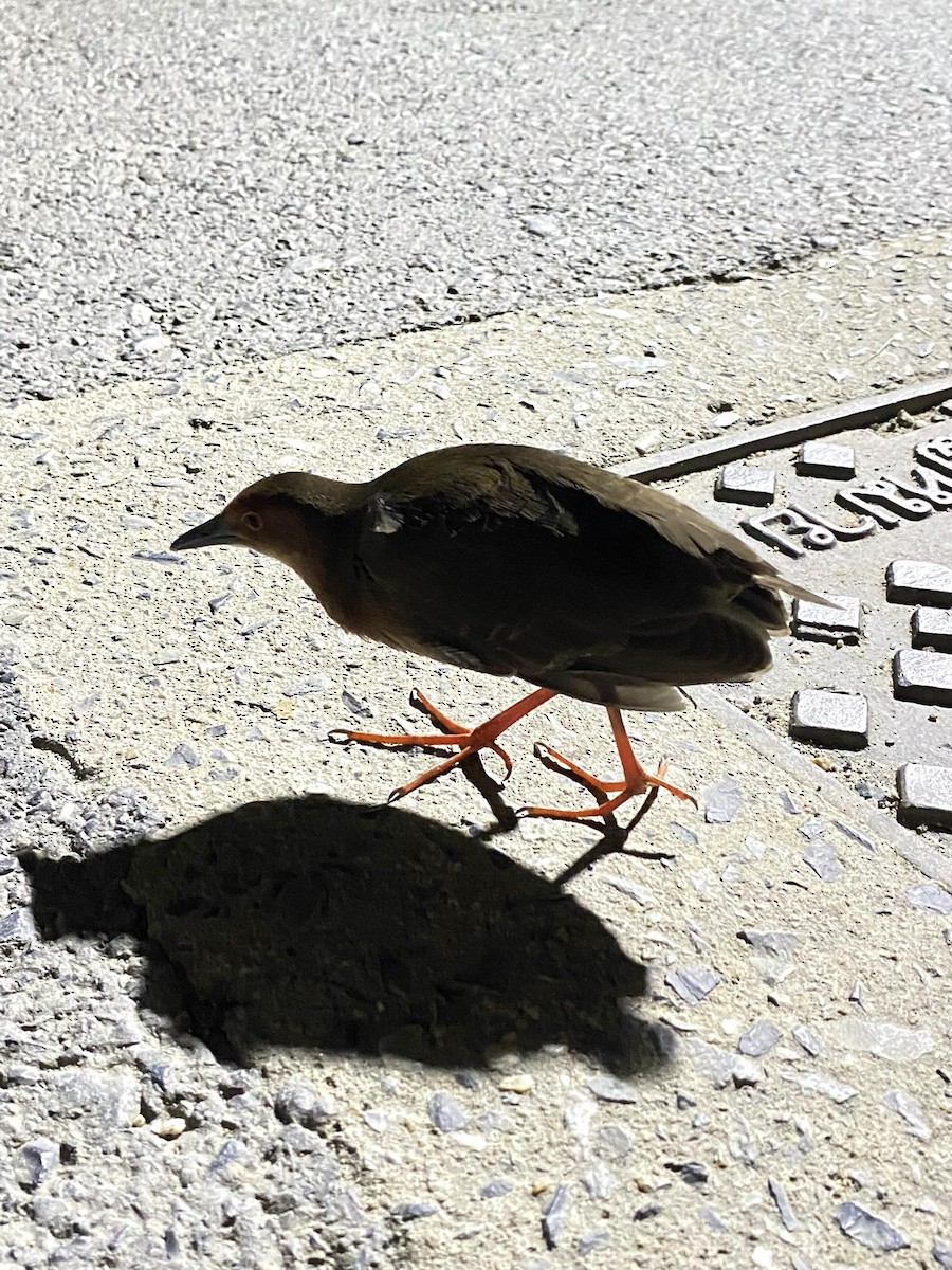 Band-bellied Crake - ML625647279