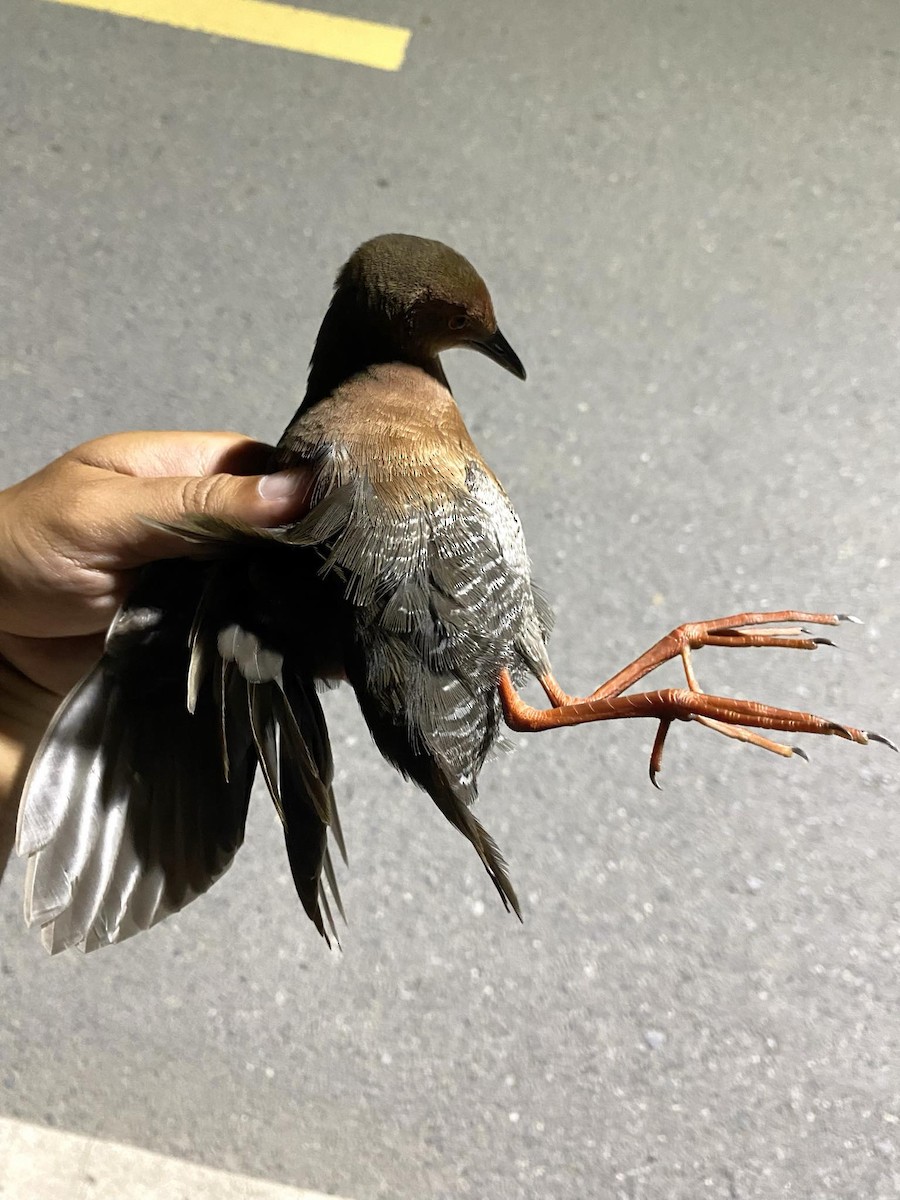 Band-bellied Crake - ML625647280