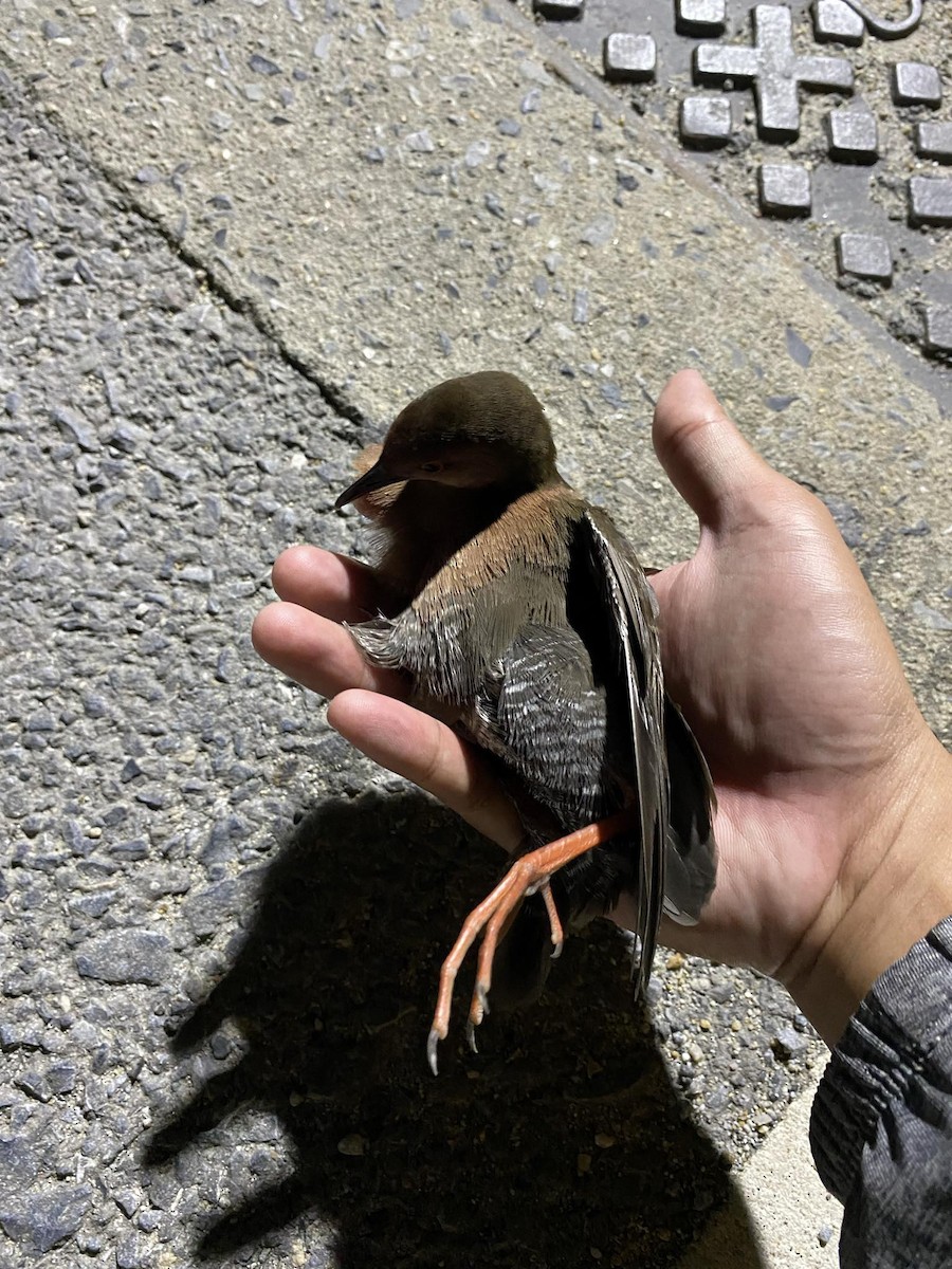 Band-bellied Crake - ML625647281