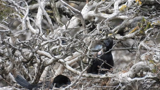 Little Black Cormorant - ML625647284