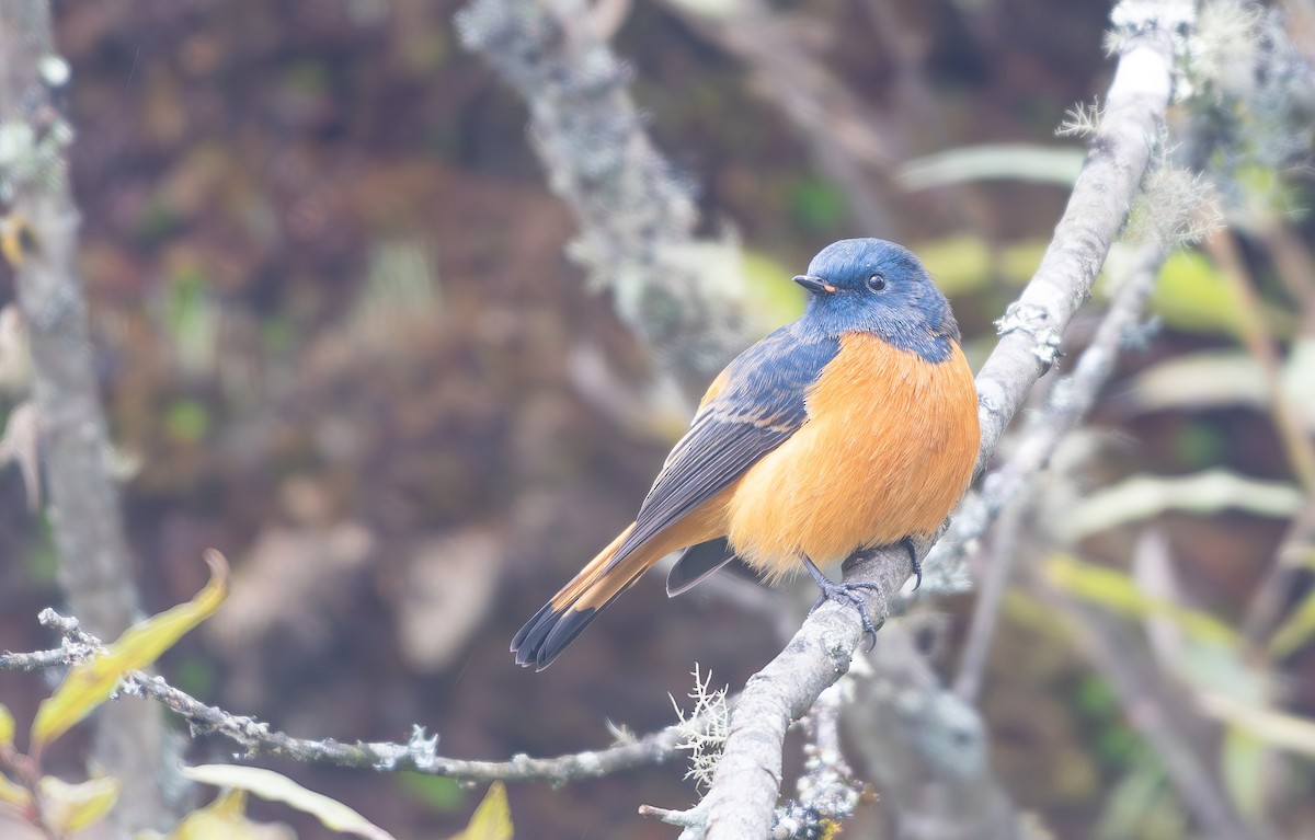 Blue-fronted Redstart - ML625647297