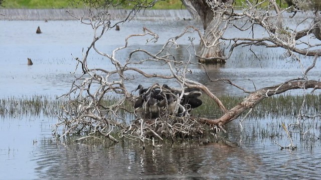 Straw-necked Ibis - ML625647313
