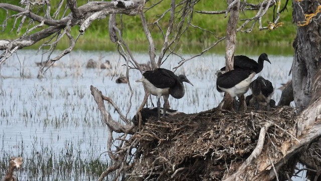 Straw-necked Ibis - ML625647314