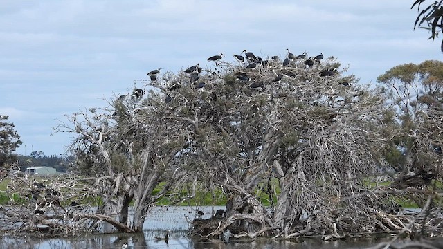 Straw-necked Ibis - ML625647315