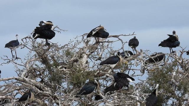 Straw-necked Ibis - ML625647317