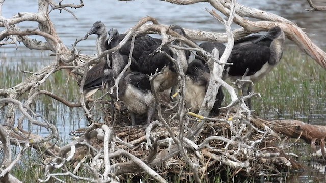 Straw-necked Ibis - ML625647318