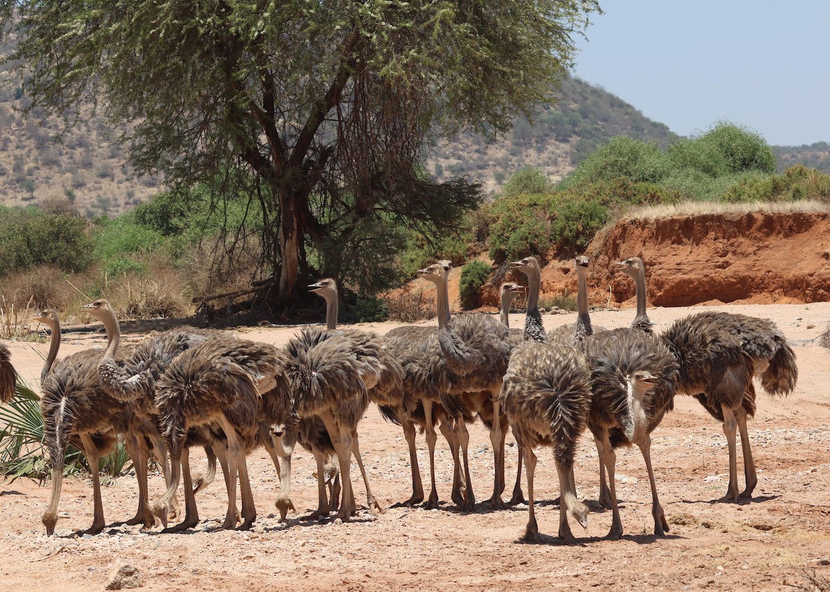 ebird-checklist-11-oct-2024-samburu-nr-samburu-sopa-lodge-78-species