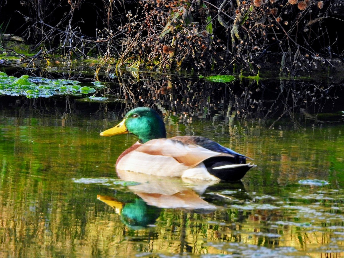 Mallard - ML625647339