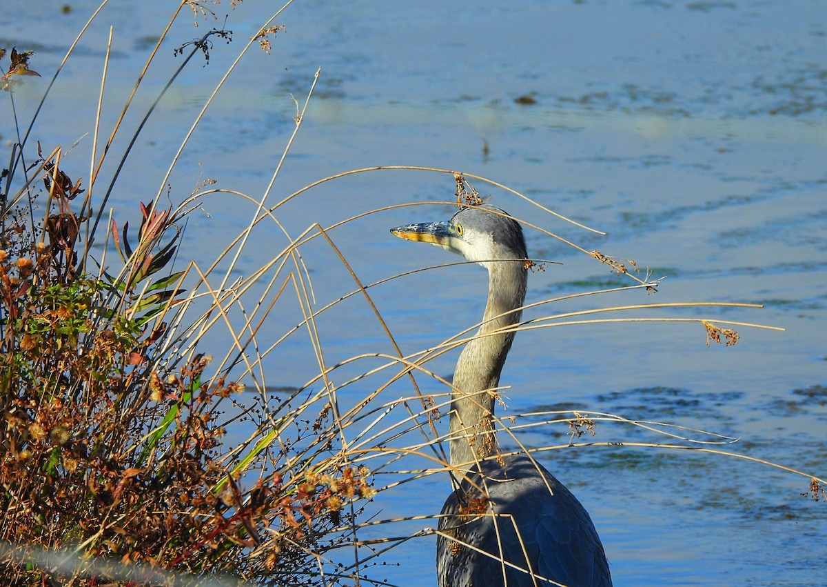 Great Blue Heron - ML625647348