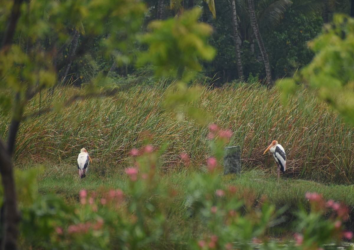 Painted Stork - ML625647356