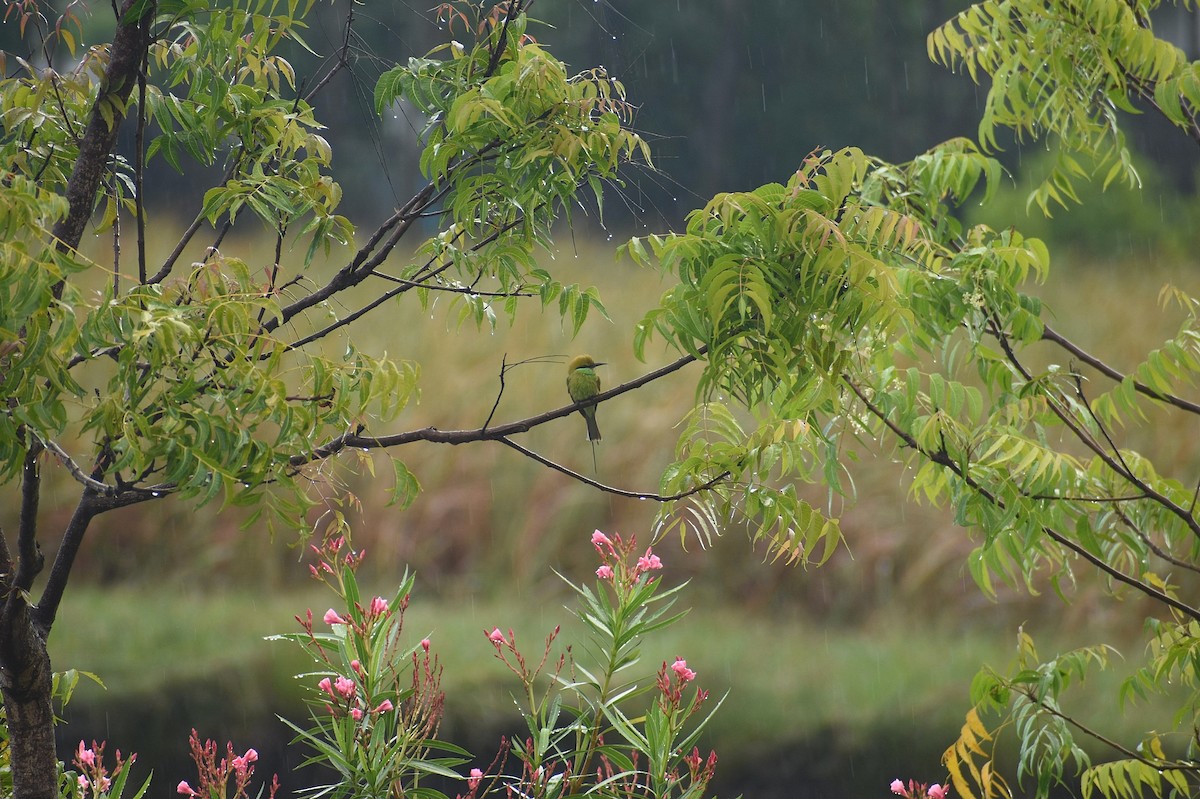 Asian Green Bee-eater - ML625647370