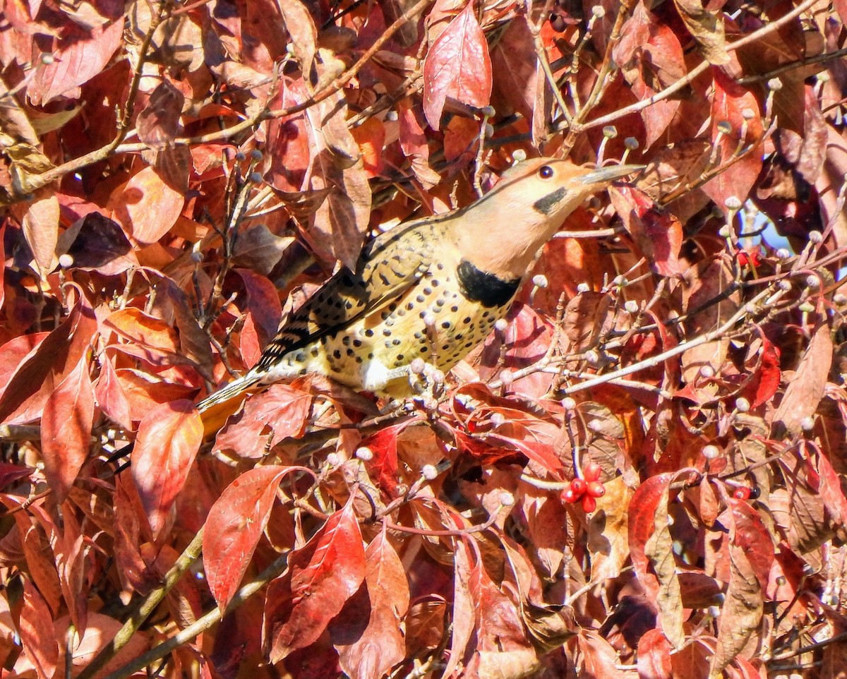 Northern Flicker - ML625647371