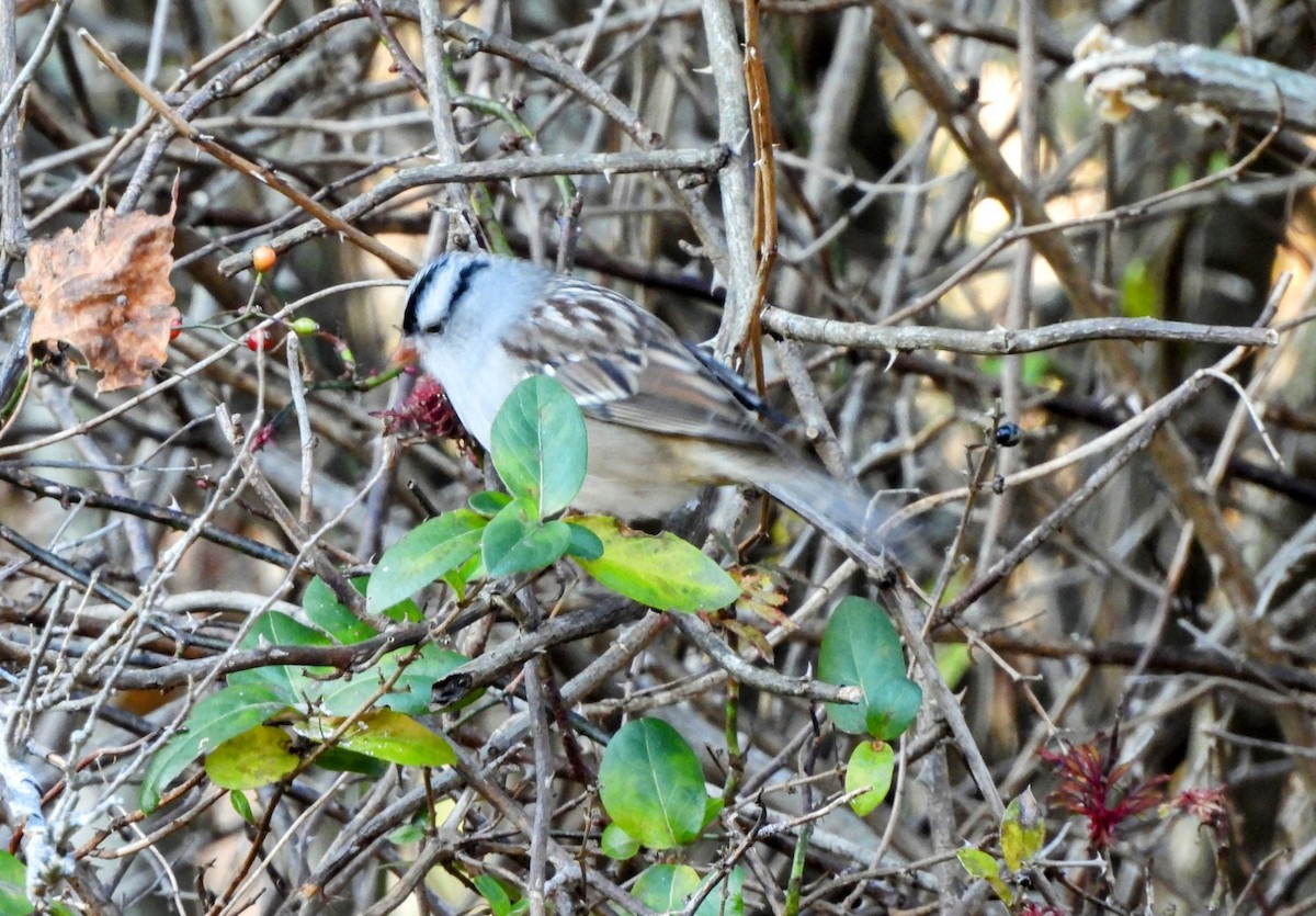 White-crowned Sparrow - ML625647376