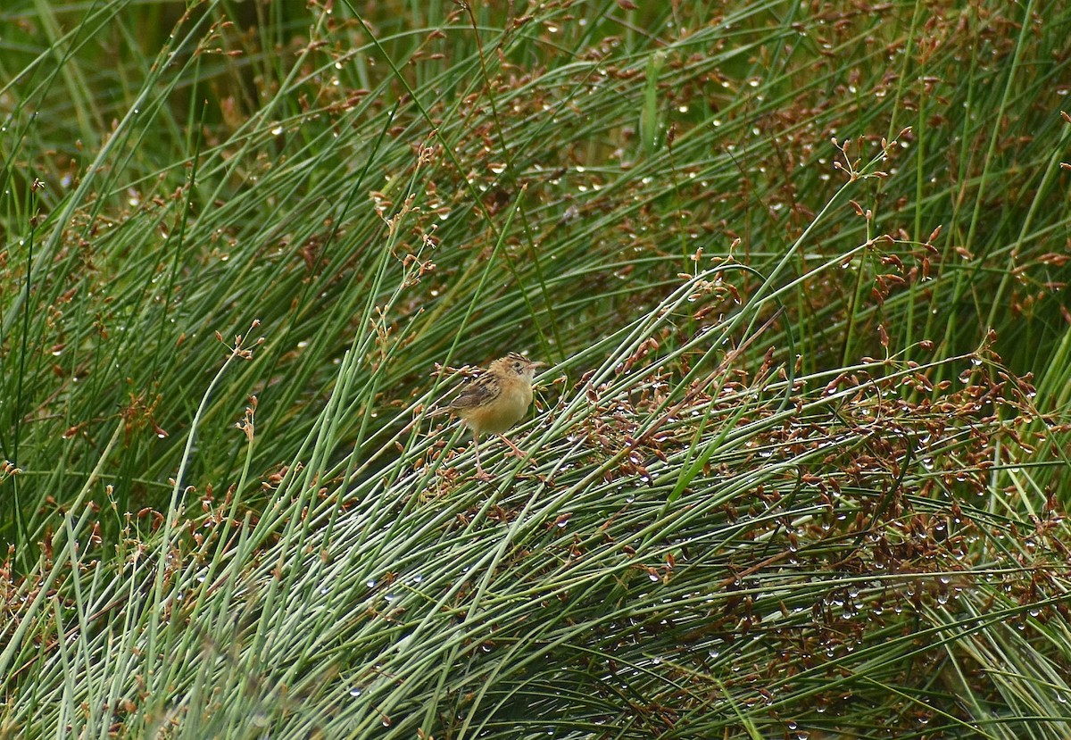 Zitting Cisticola - ML625647384