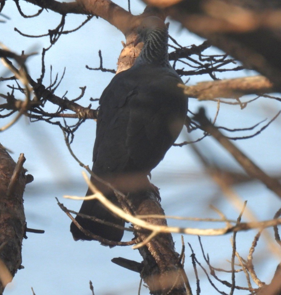 Trocaz Pigeon - ML625647404