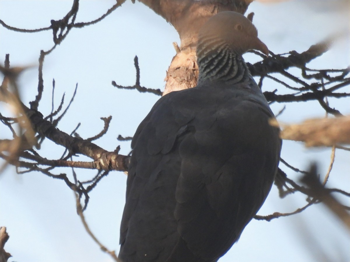 Trocaz Pigeon - ML625647405