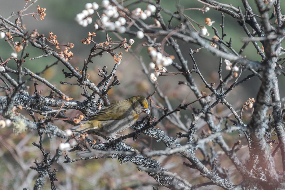 Crimson-browed Finch - ML625647415