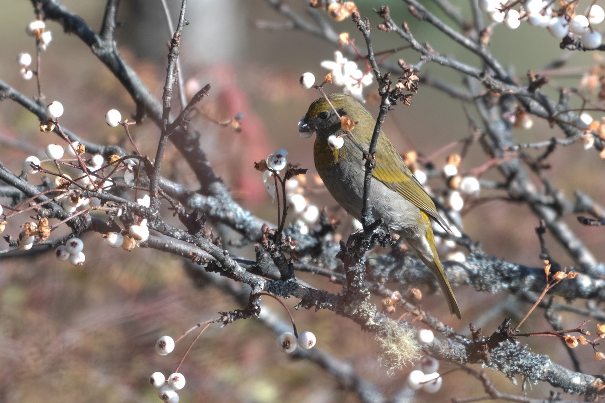 Crimson-browed Finch - ML625647416